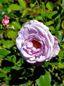 Lavender Rose, Buchart Gardens, British Columbia