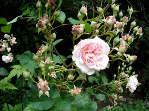 A Rose in the gardenat Wells Cathedral, England