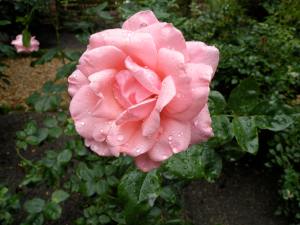 Rose at the Elizabethan Gardens, Roanoke Island,North Carolina
