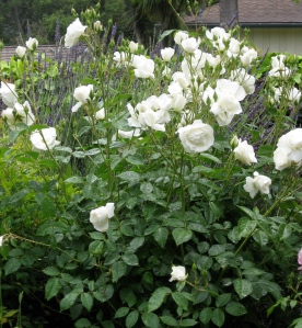 Roses in my gardenin spring