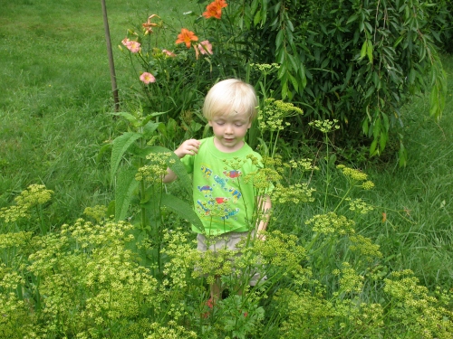 Dill or Fennel and Child