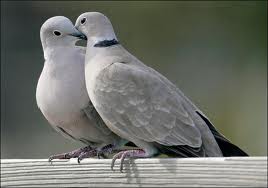 Two Turt;le Doves