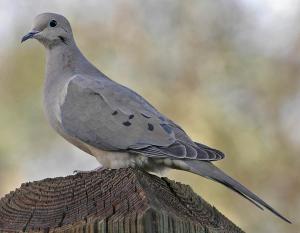 Turtledove or Mourning Dove