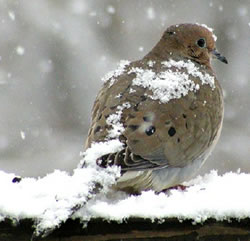 t_mourning-dove